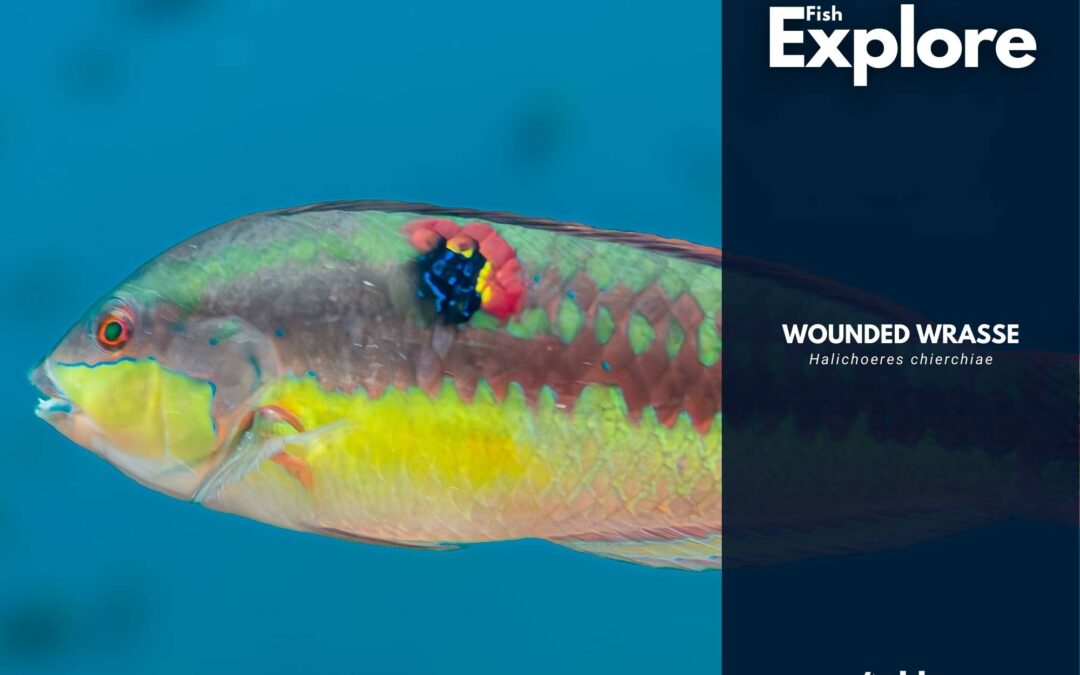 Wounded Wrasse