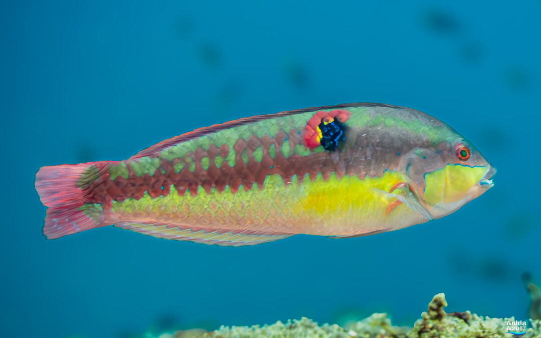 Wounded Wrasse