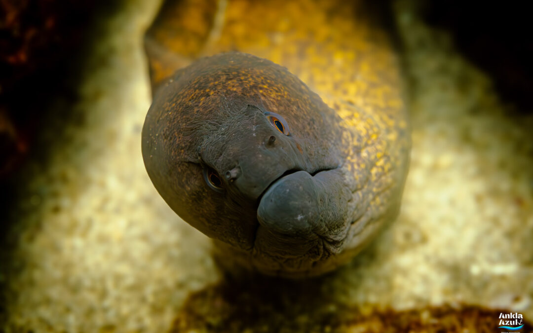 Yellow edged moray
