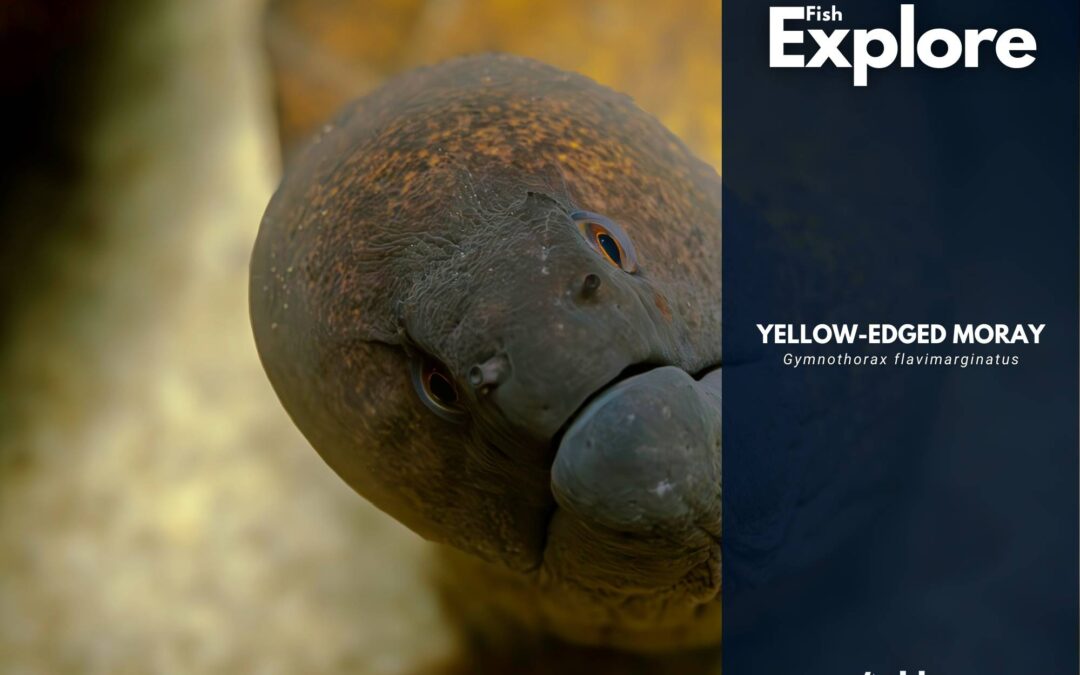 Yellow edged moray
