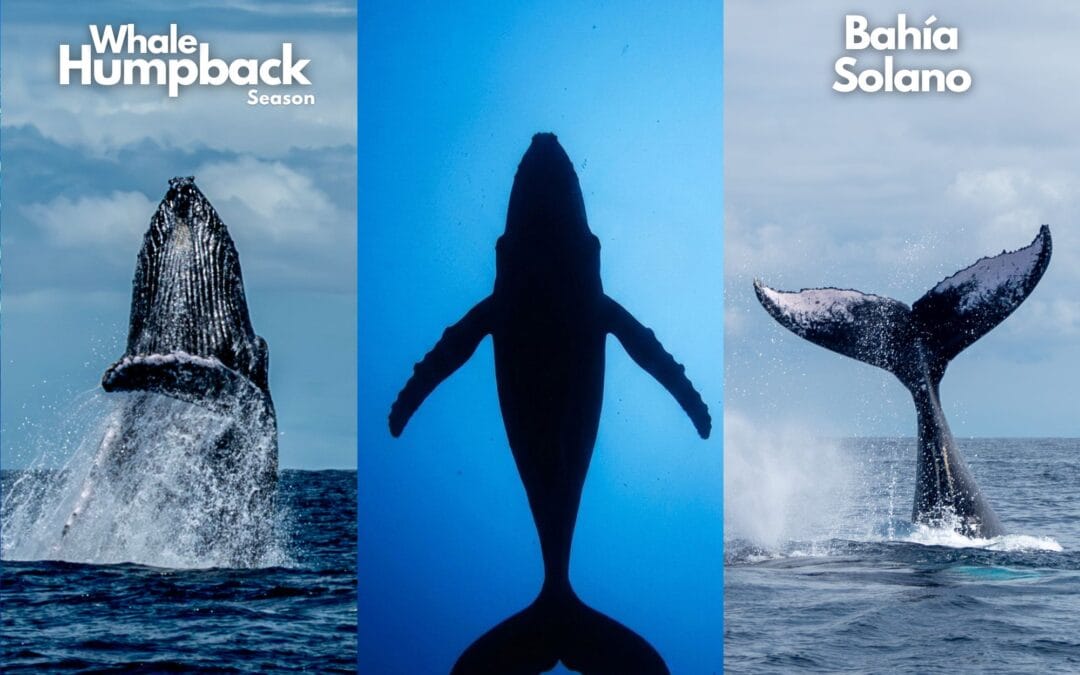 Humpback Whale Season in Bahia Solano