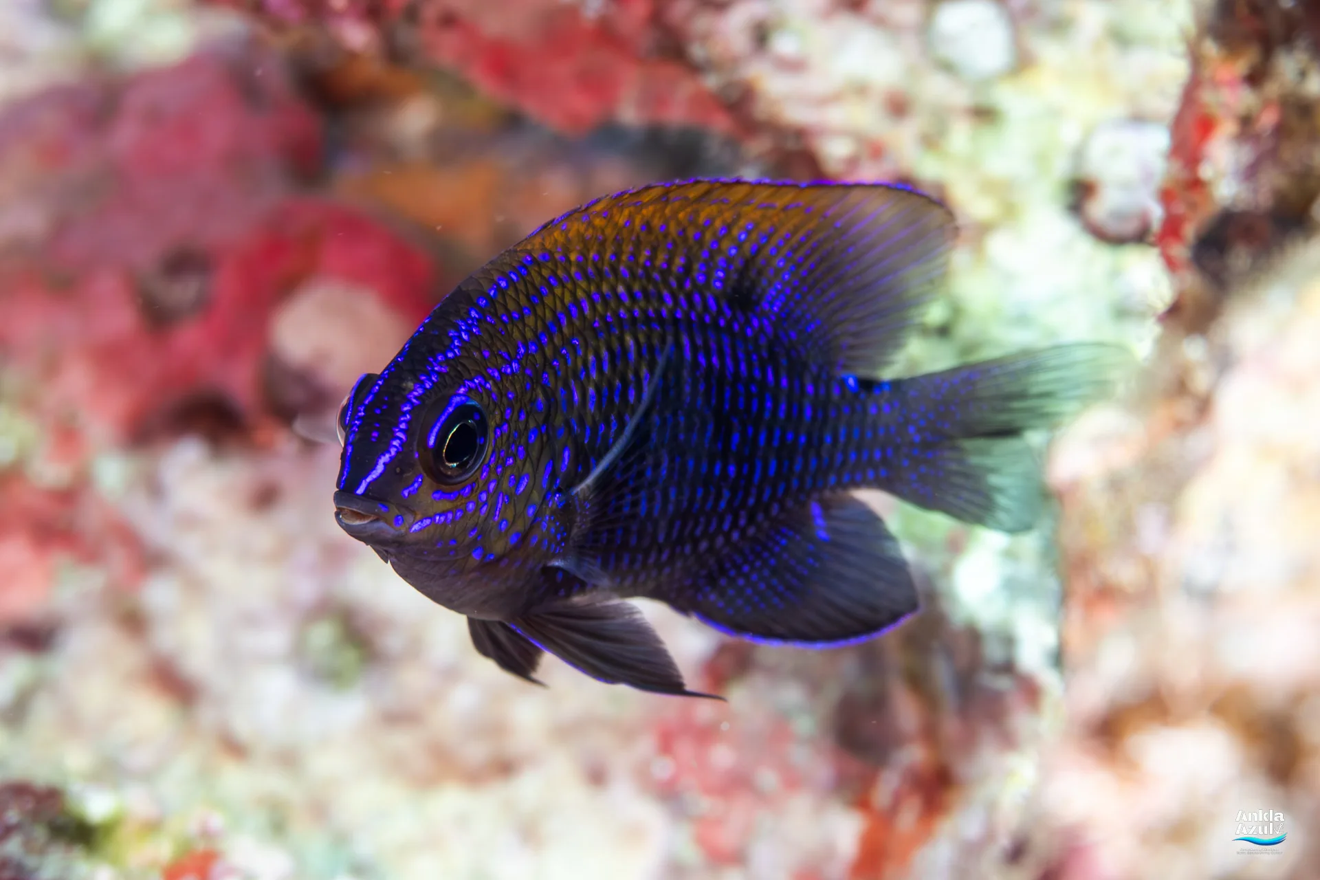A detailed macro photograph of a juvenile Acapulco Damselfish, featuring a dark body adorned with bright iridescent neon blue spots and facial stripes, swimming against a colorful out-of-focus reef background.