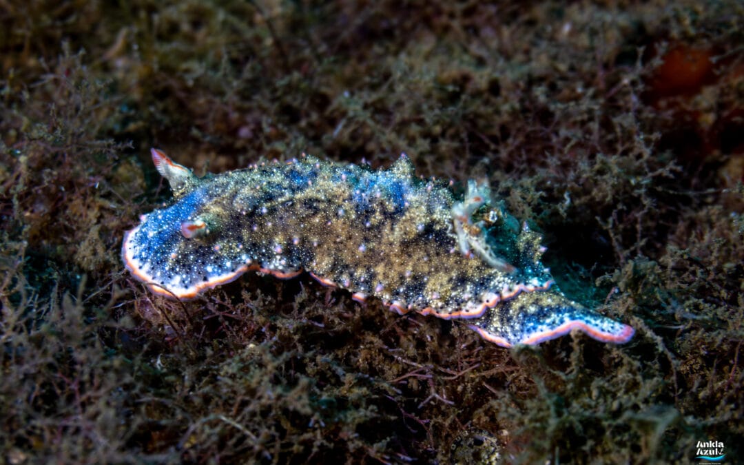 Agassiz’s Nudibranch