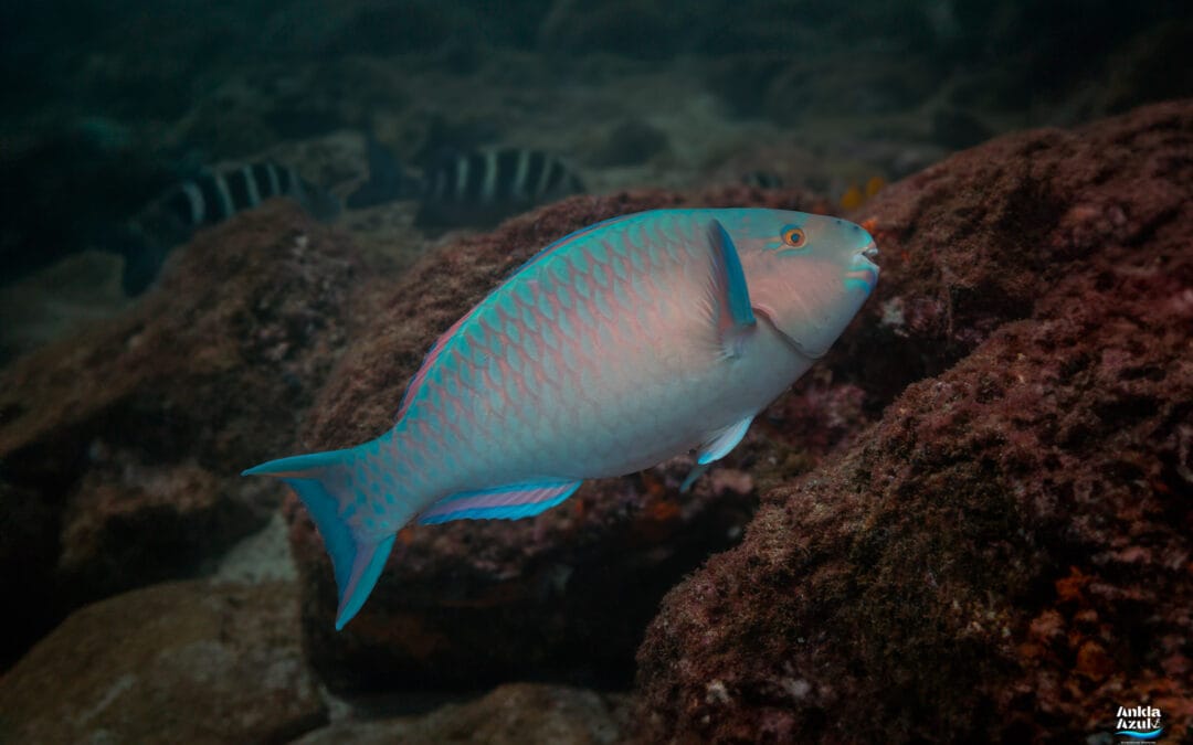 Blue-barred Parrotfish