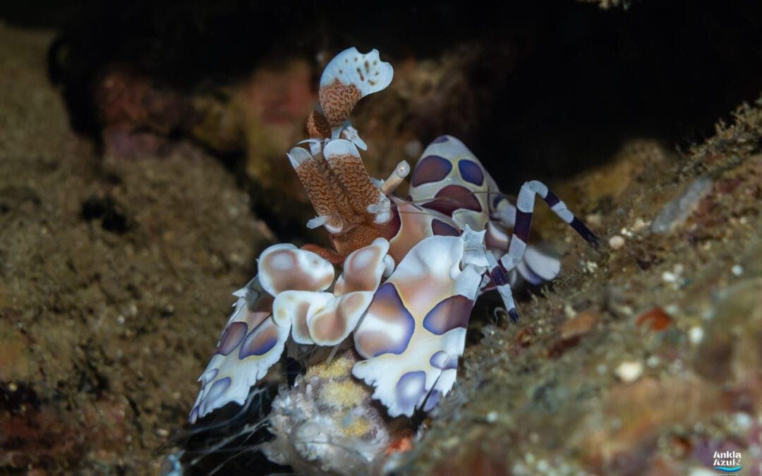 Harlequin Shrimp