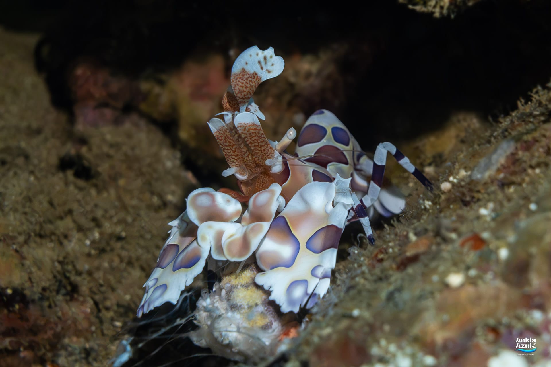 A detailed macro photograph of a Harlequin Shrimp showcasing its striking white body covered in large purple, pink, and brown spots, perched on a rocky underwater reef.