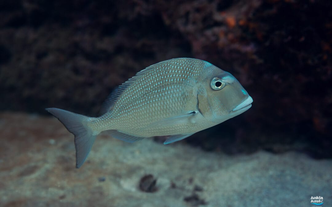 Pacific Porgy