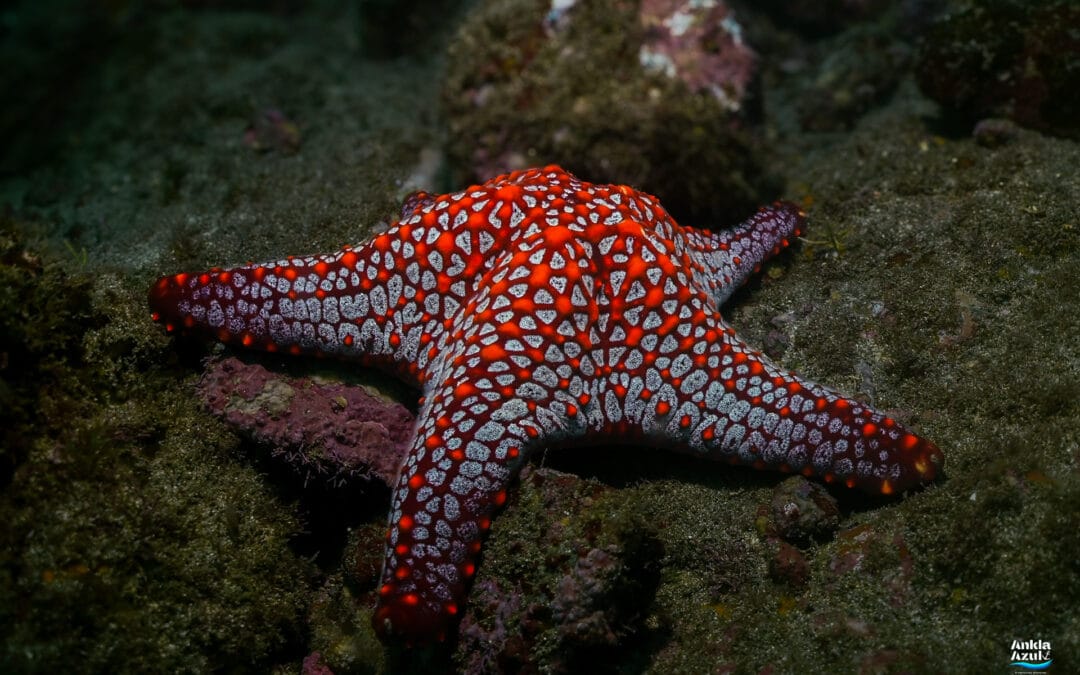Panamic Cushion Star