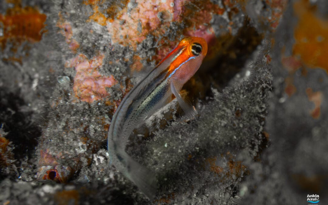 Redhead Goby
