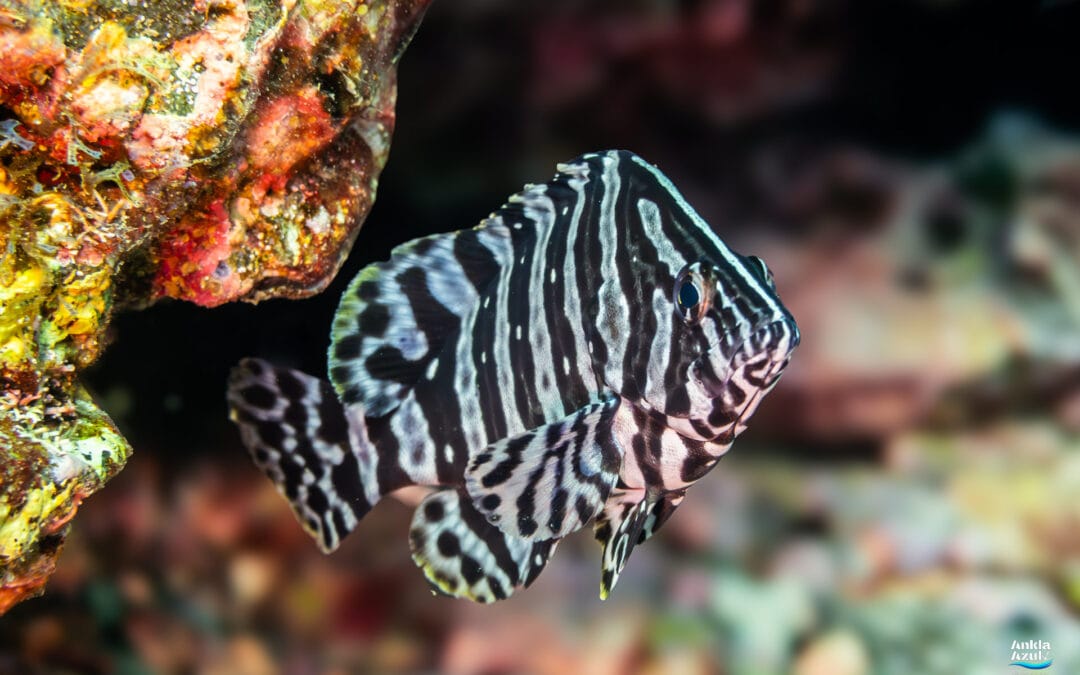 Leather Bass (Juvenile)