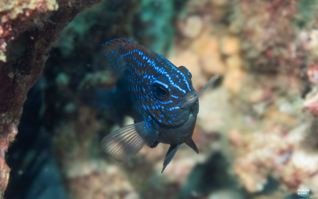 Acapulco Damselfish (Juvenile)