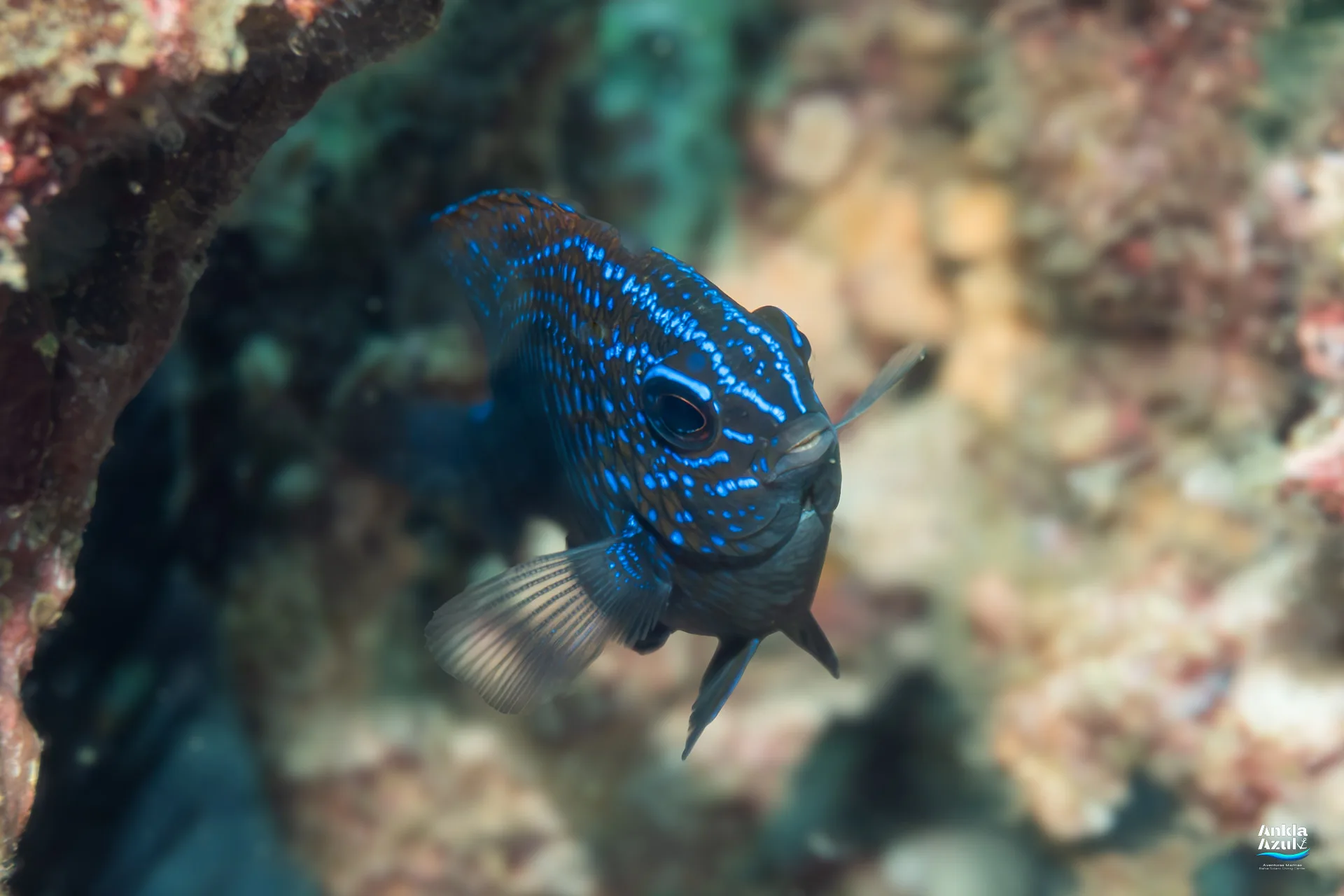 A close-up, front-facing underwater photograph of a juvenile Acapulco Damselfish, showing off its dark body and brilliant neon blue spots and facial stripes, hovering near a rocky reef crevice.