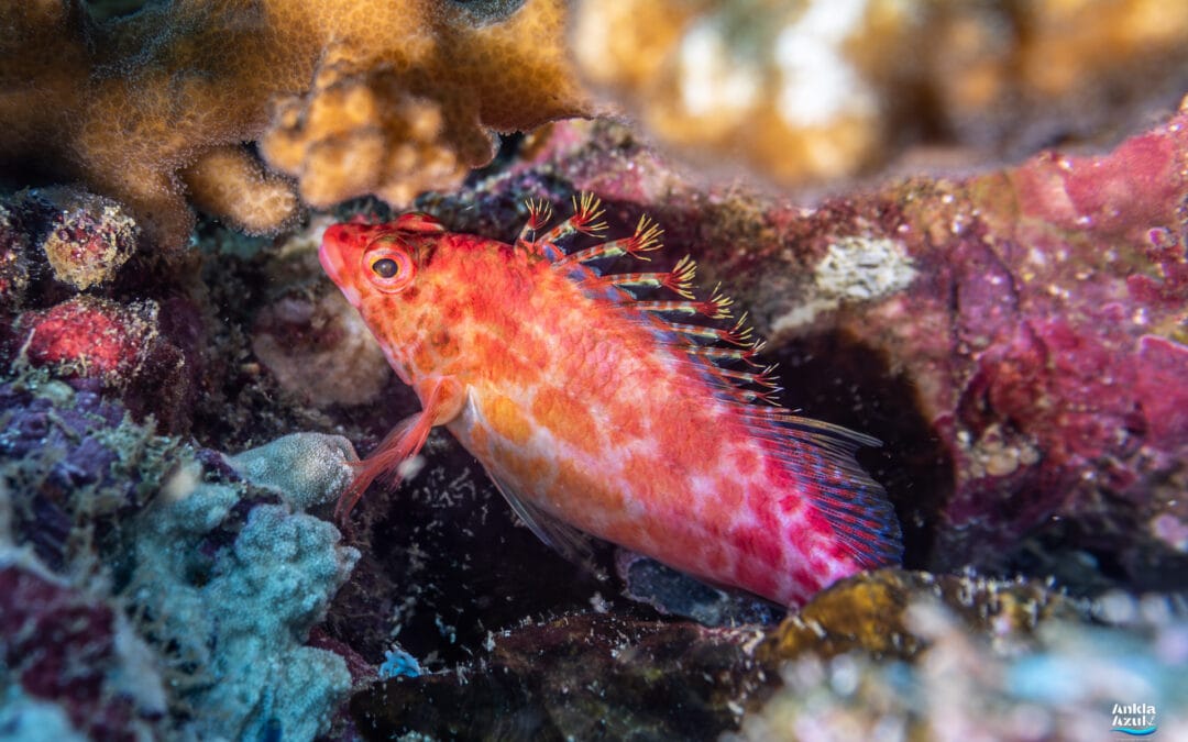 Coral Hawkfish