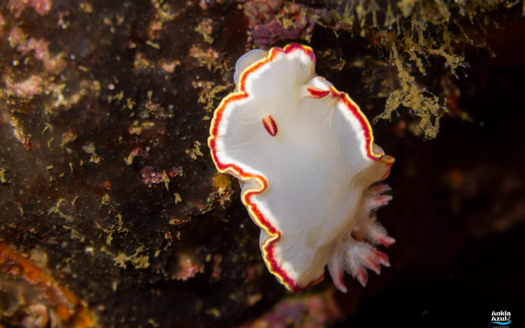Red-tipped Sea Goddess