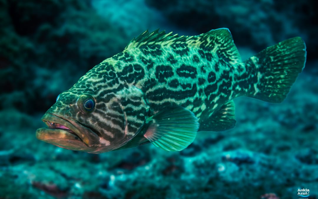 Broomtail Grouper