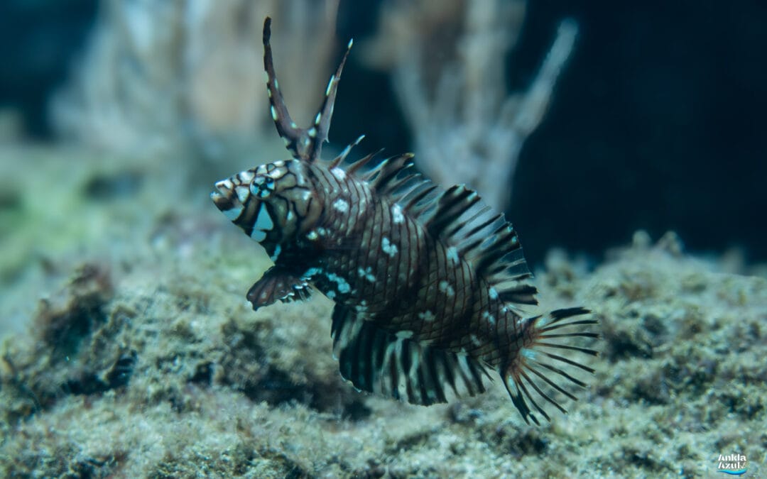 Dragon Wrasse