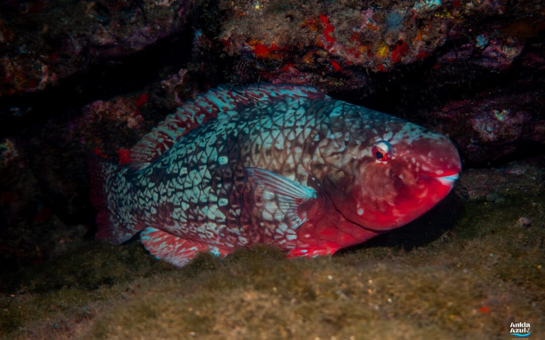 Ember Parrotfish