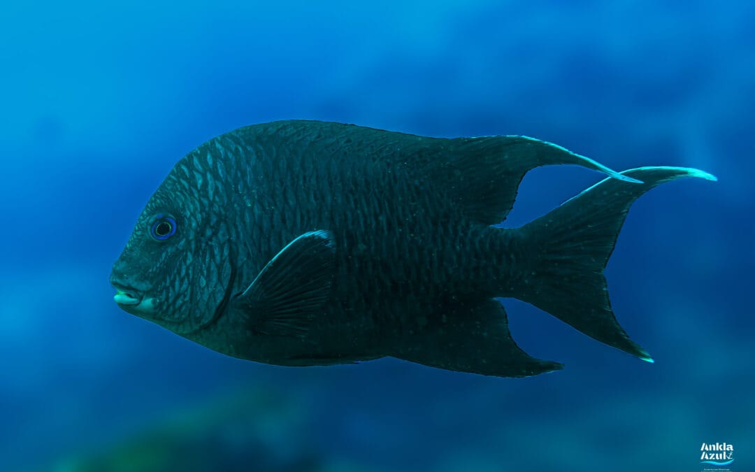 Giant Damselfish (Adult)