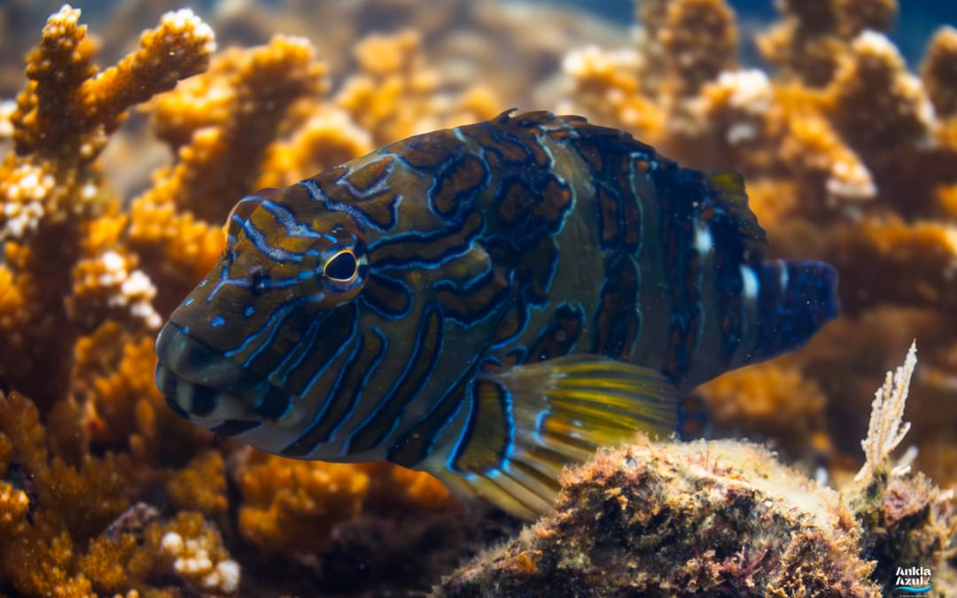 Giant Hawkfish