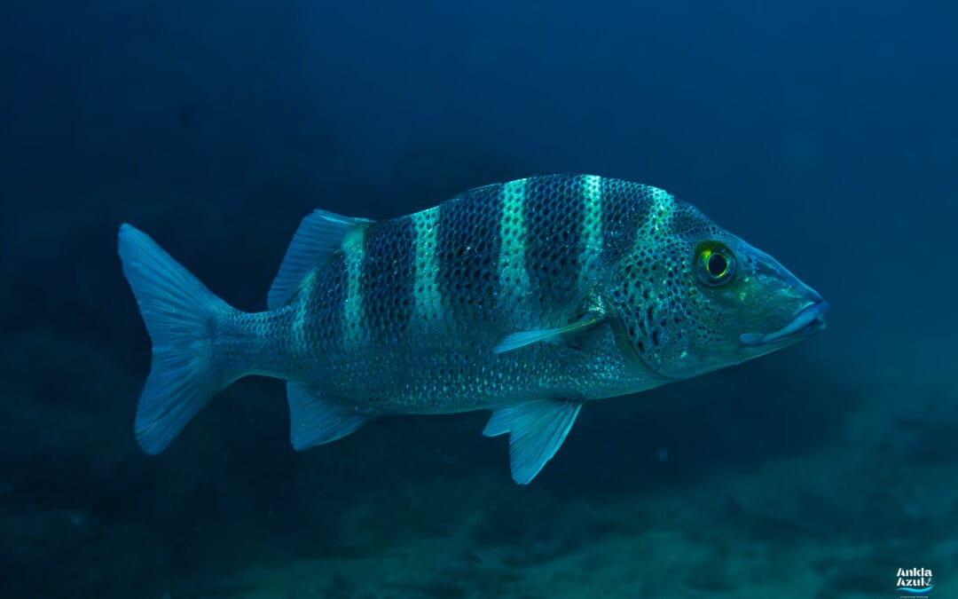 Graybar Grunt