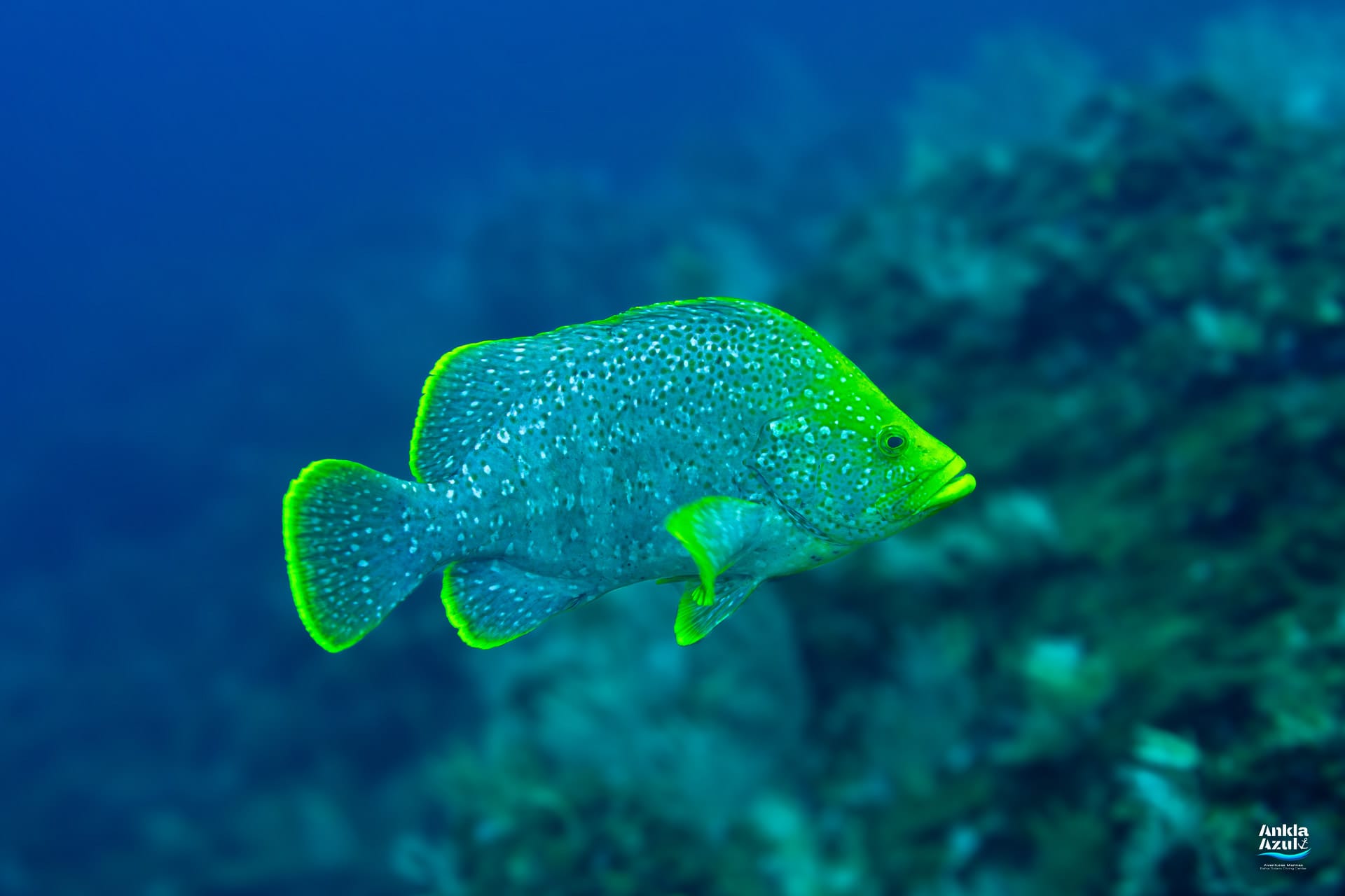 A vibrant side-profile underwater photograph of an adult Leather Bass swimming through clear blue water above a rocky reef, displaying its greyish-blue body covered in small white spots and striking bright yellow-green margins on all of its fins.