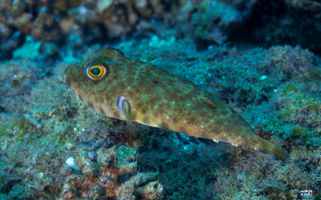 Longnose Puffer