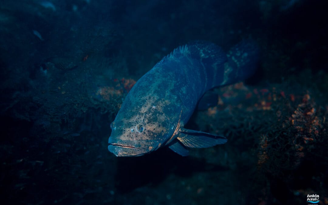 Pacific Goliath Grouper