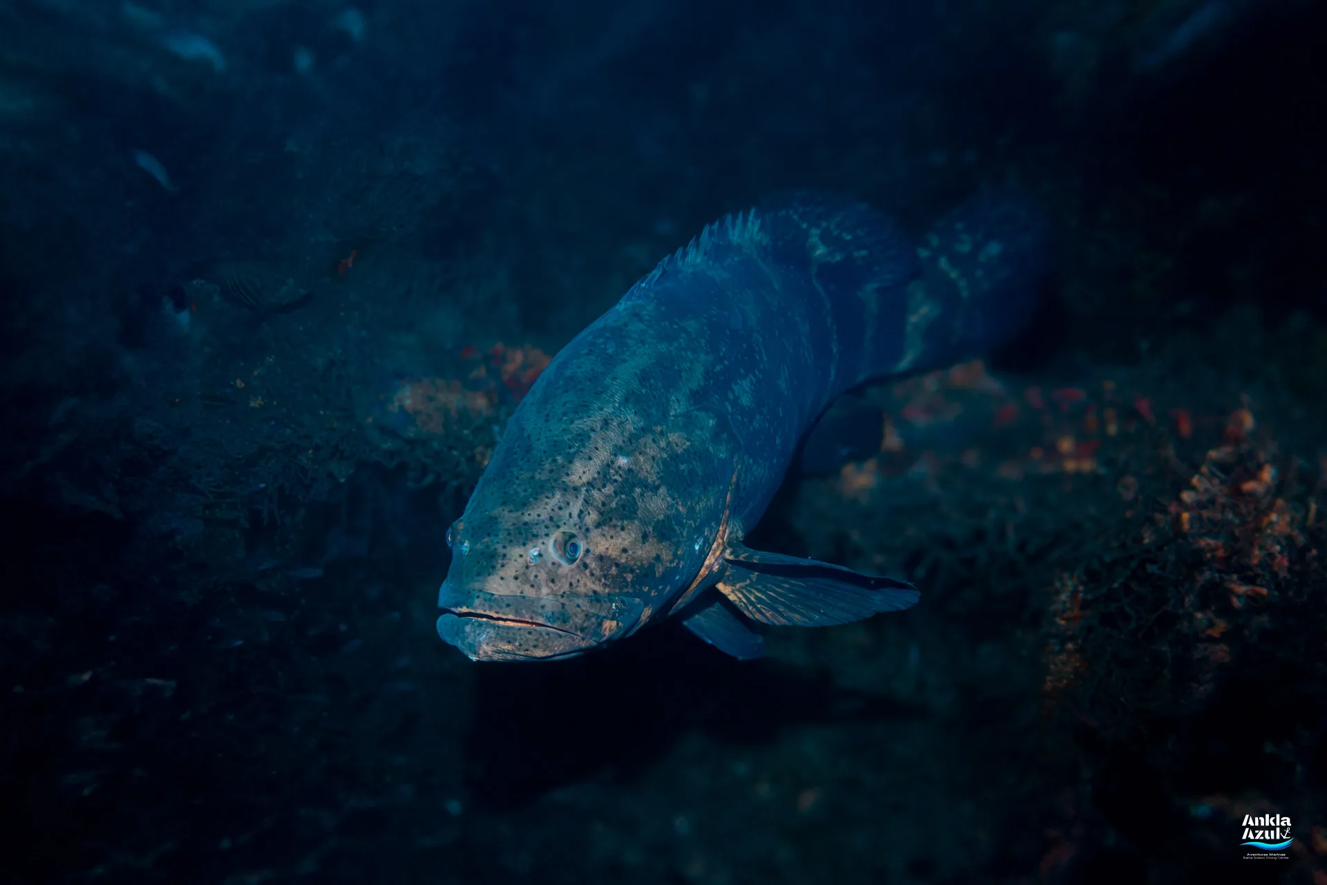 An underwater photograph of a massive Pacific Goliath Grouper hovering in the dark water of a deep rocky crevice, displaying its huge head, mottled grey-green skin, and thick lips.