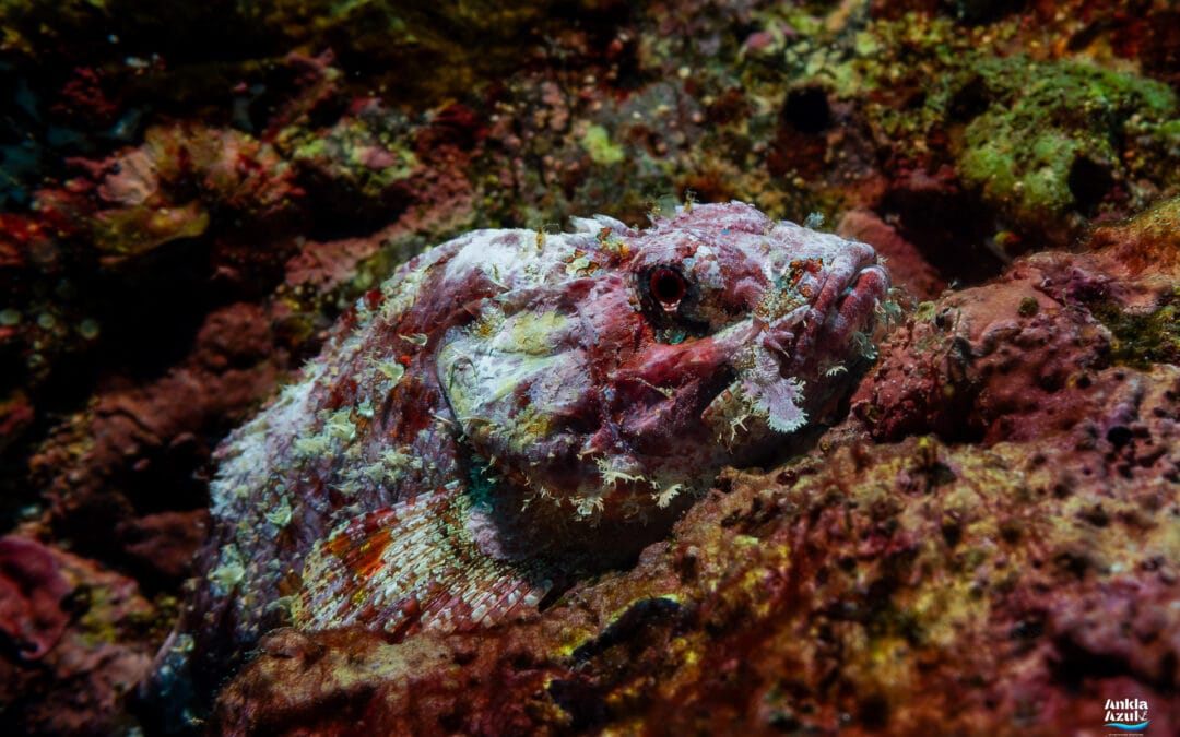 Pacific Spotted Scorpionfish