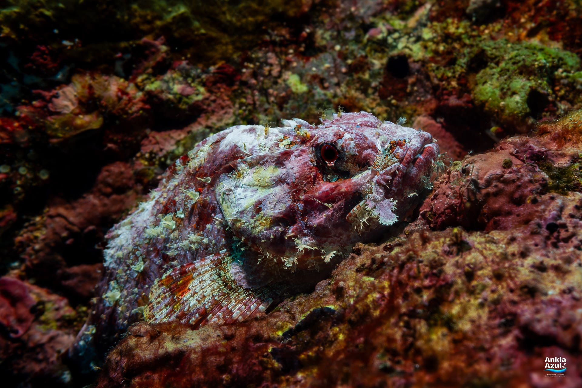 macro underwater photograph of a highly camouflaged Pacific Spotted Scorpionfish resting on a rocky reef. Its mottled reddish-purple and white body, covered in fleshy skin tassels, blends perfectly into the surrounding reef textures.