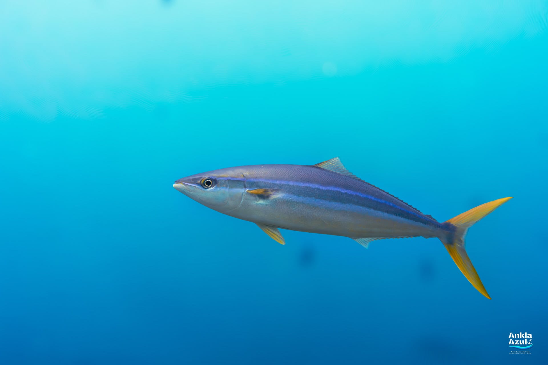 A crisp underwater photograph of a Rainbow Runner gliding slightly upward through bright blue water, highlighting its silvery underside, vibrant blue and yellow lateral lines, and yellow forked tail.