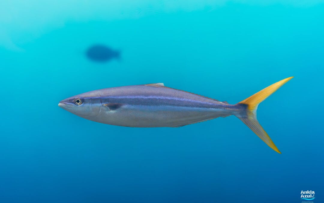 Rainbow Runner