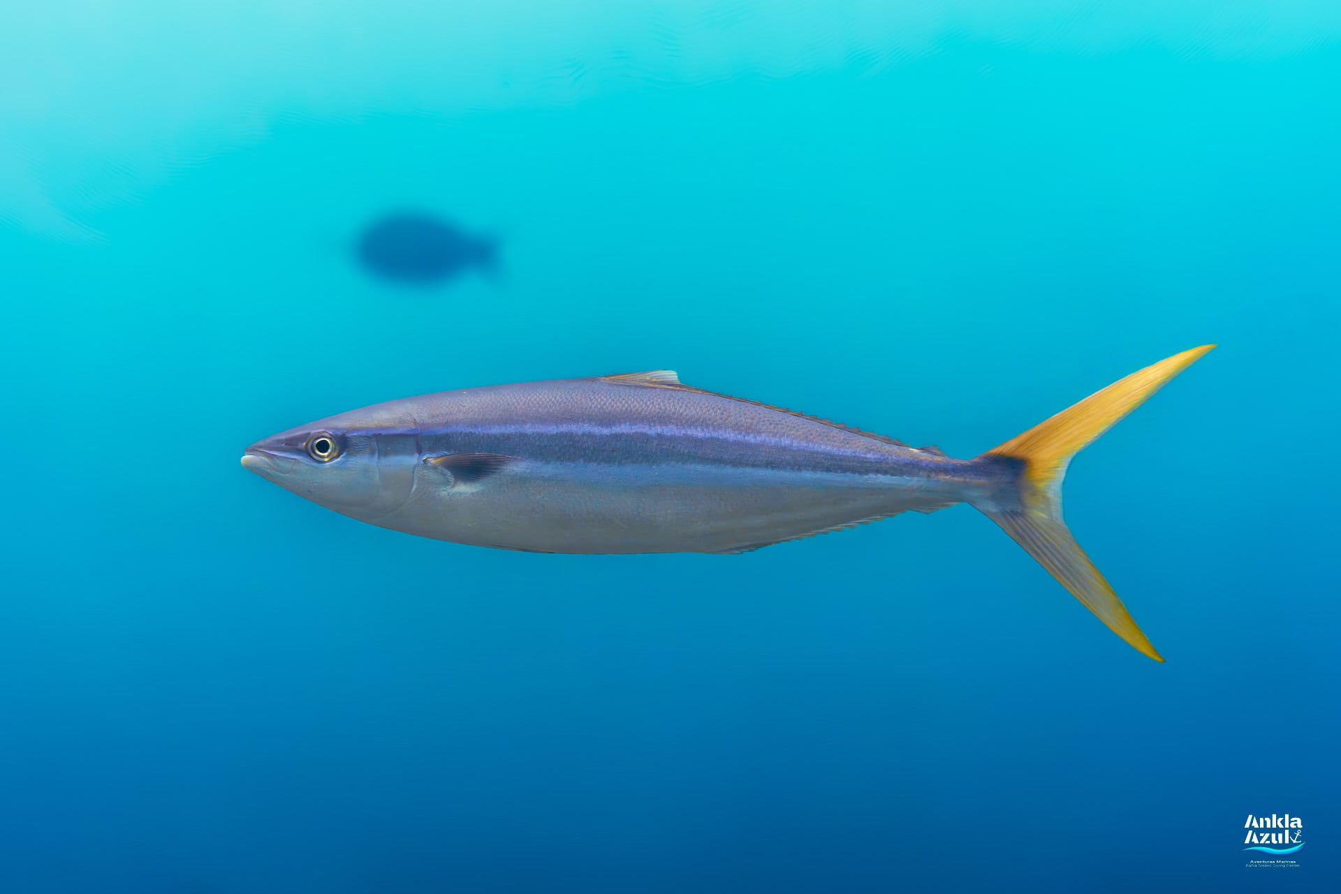 An underwater side-profile photograph of a Rainbow Runner swimming in clear blue water, displaying its sleek, torpedo-shaped body, distinctive horizontal blue and yellow stripes, and a deeply forked yellow tail.