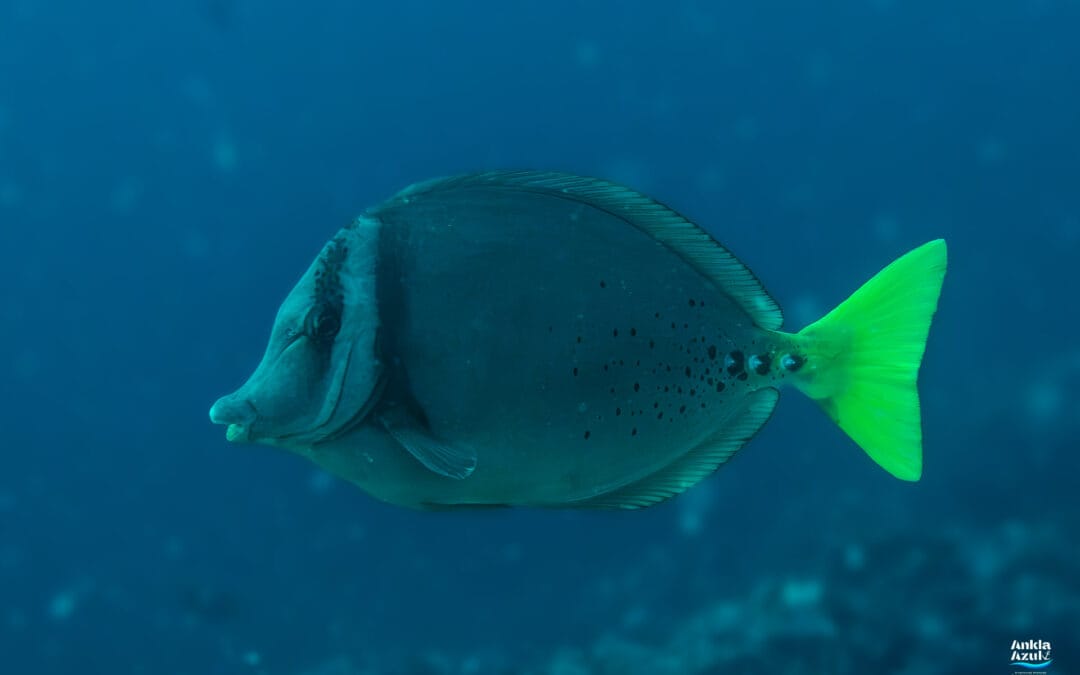Razor Surgeonfish