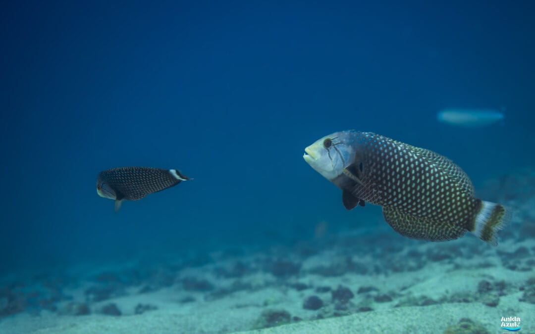 Rockmover Wrasse