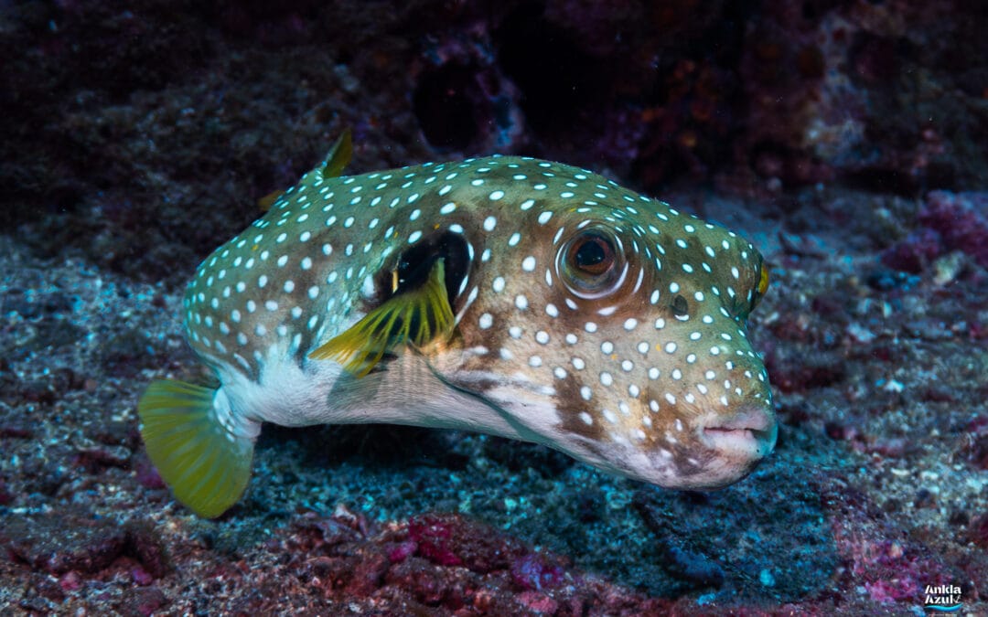 White-spotted Puffer