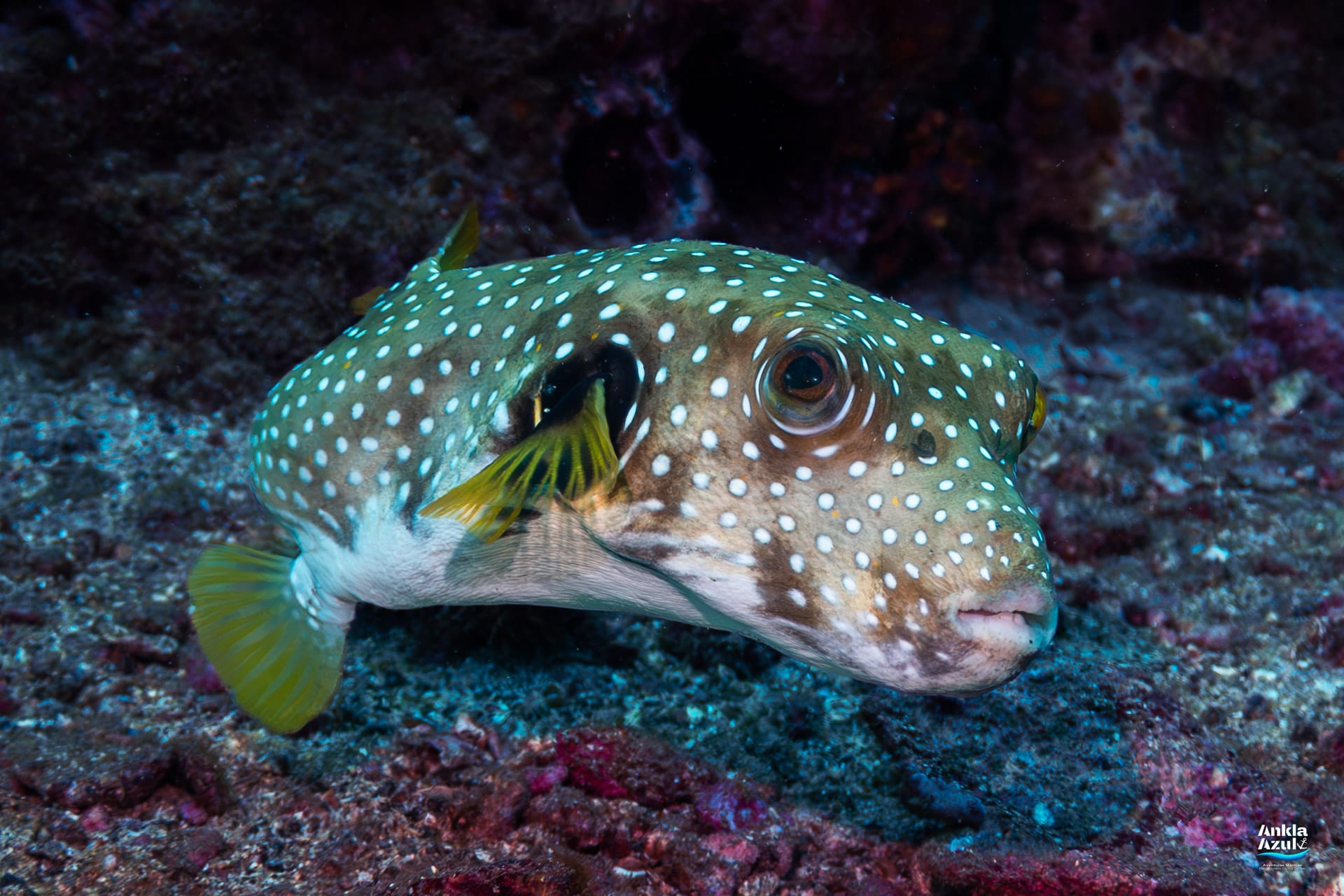 An underwater photograph of a White-spotted Pufferfish swimming over a rocky reef, displaying its greenish-brown body covered in small white spots, yellowish pectoral fins, and a pale underbelly.