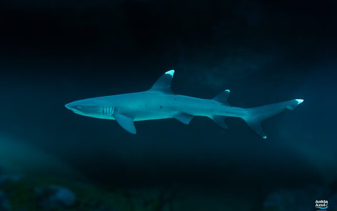 Whitetip Reef Shark
