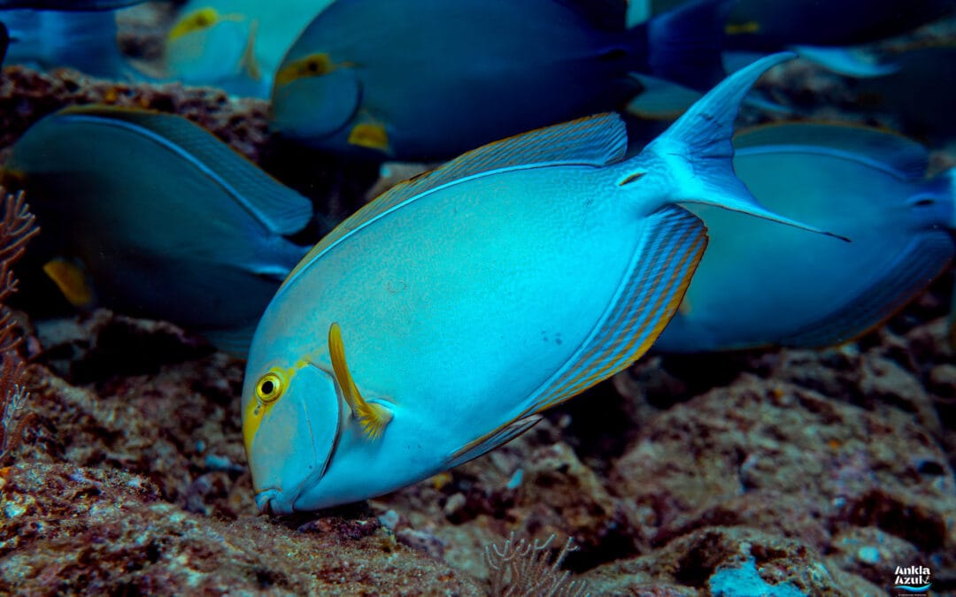 Yellowfin Surgeonfish