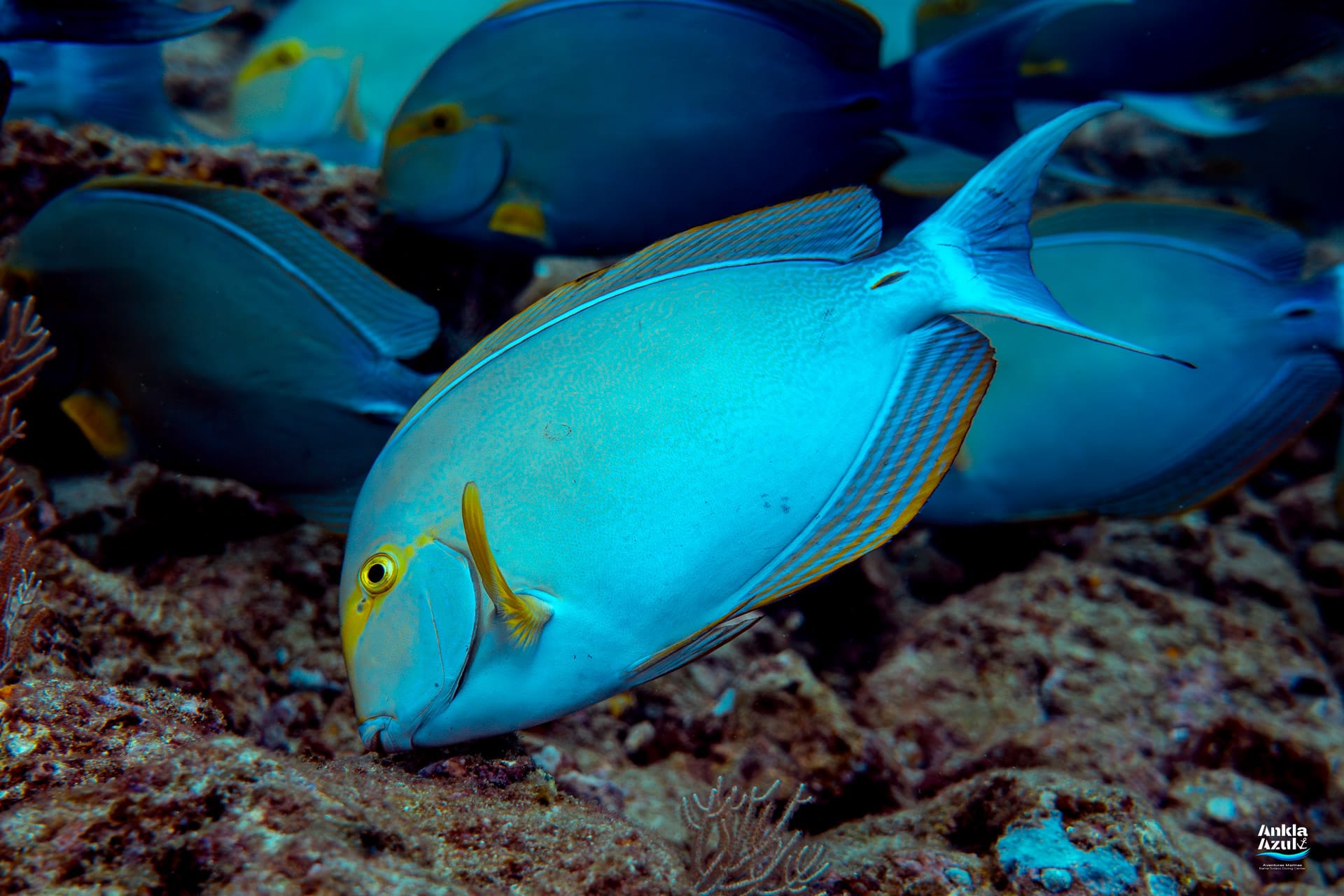 An underwater photograph of a vibrant, light blue Yellowfin Surgeonfish angled downward to pick algae off a rocky reef, displaying its bright yellow face markings and orange-striped dorsal fin.