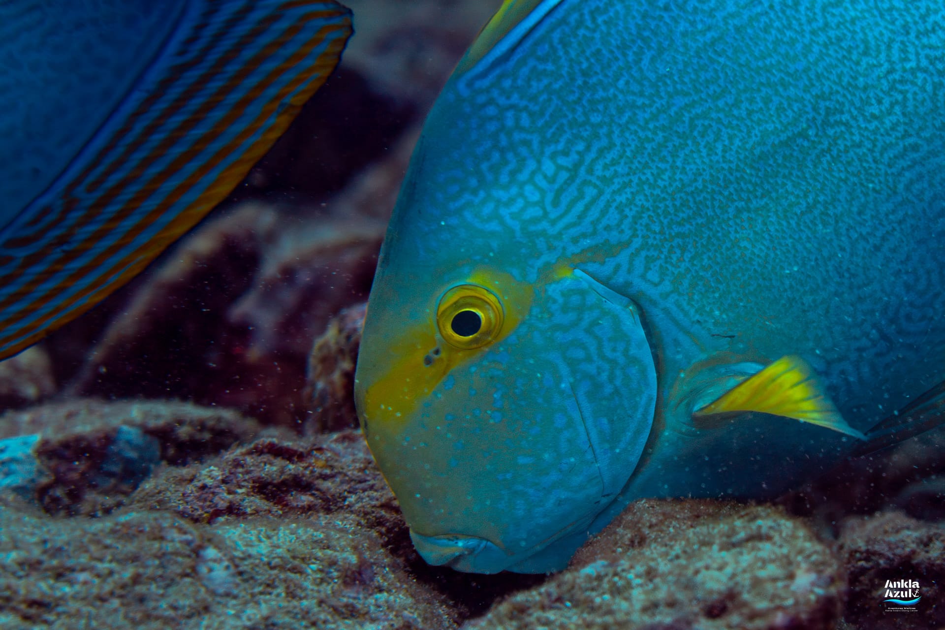 A close-up macro underwater photograph focusing on the head of a Yellowfin Surgeonfish grazing on a rocky reef, capturing its gold-ringed eye, yellow facial band, and fine blue scribbled body lines.