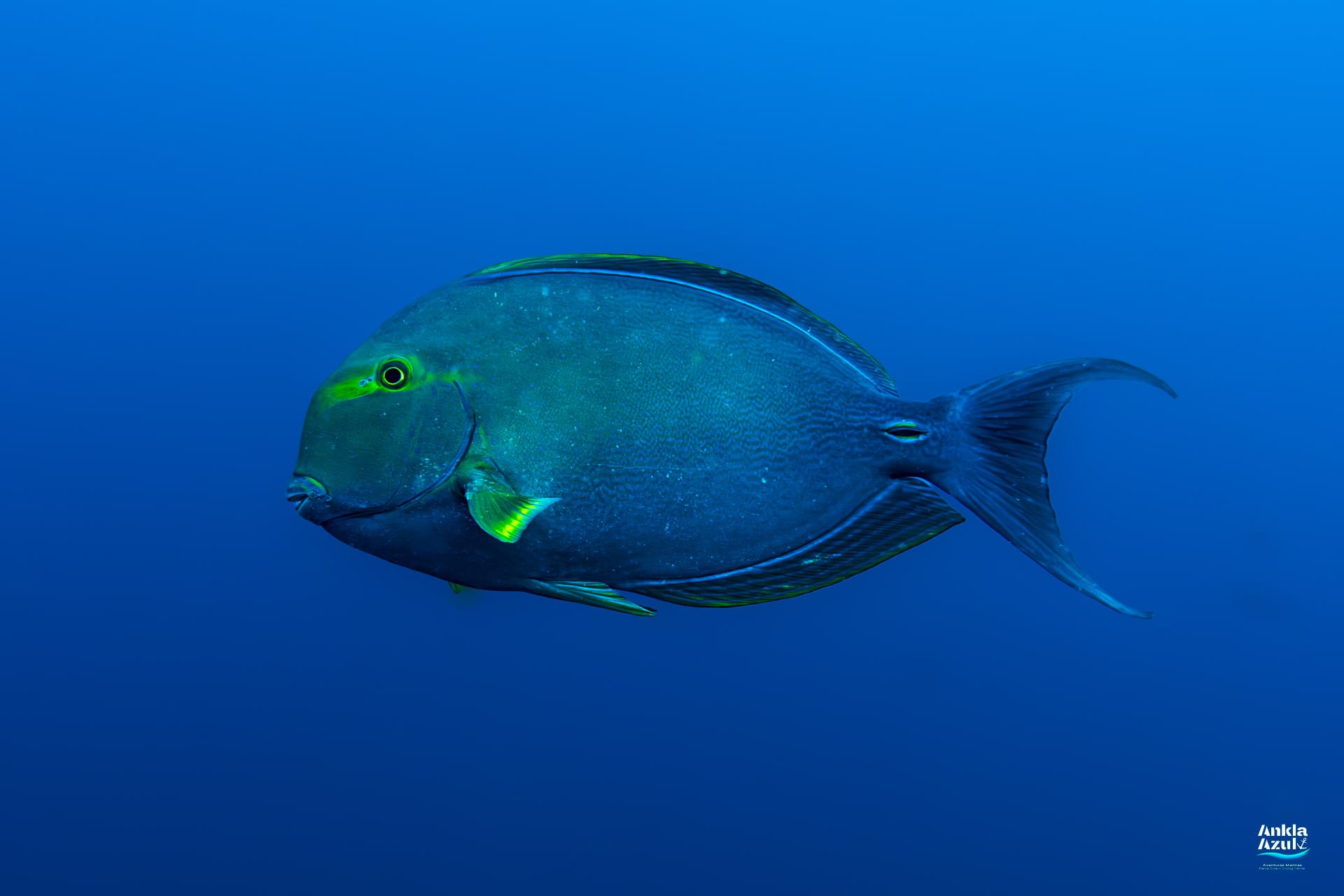 A pristine side-profile underwater photograph of a large Yellowfin Surgeonfish swimming solo through clear, open blue water, showing its purplish-grey body, yellow-accented pectoral fins, and dark caudal spine.