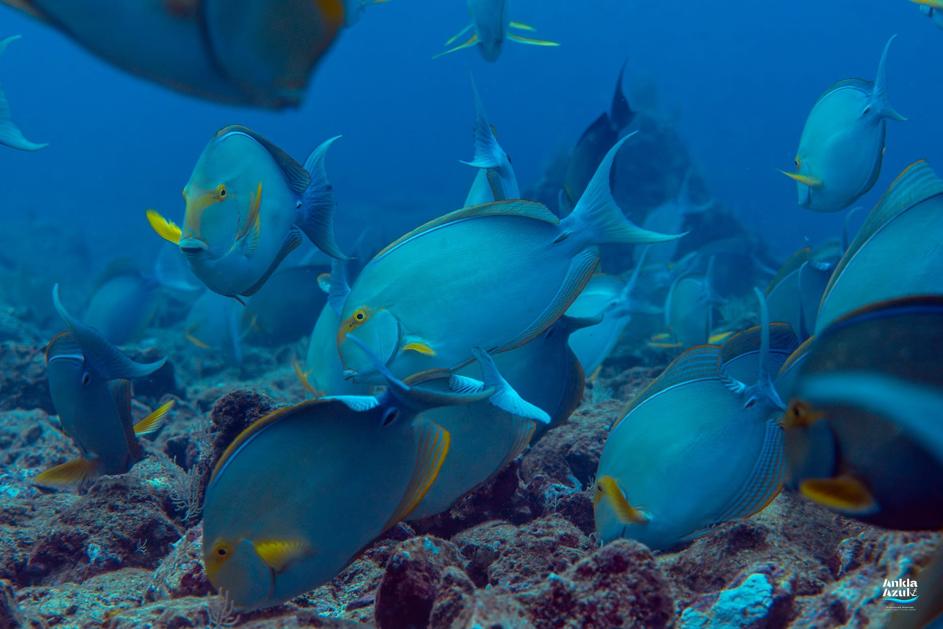 A large school of light blue and grey Yellowfin Surgeonfish swimming closely together over a rocky reef floor in the Pacific Ocean.