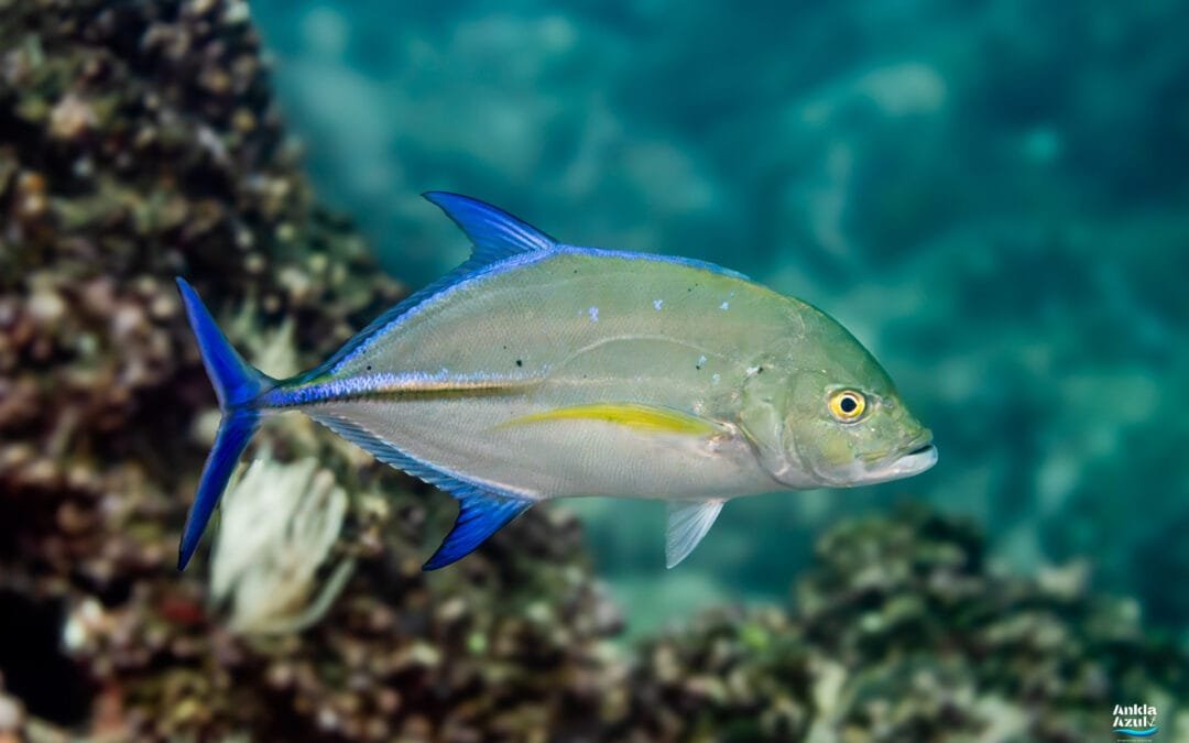 Bluefin Trevally