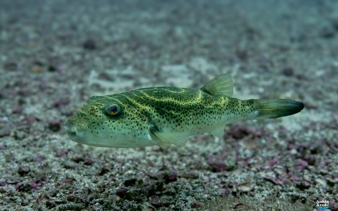 Bullseye Puffer