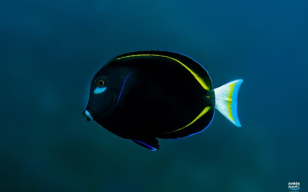 Goldrim Surgeonfish