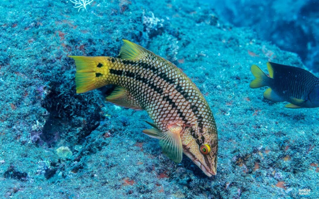 Mexican Hogfish