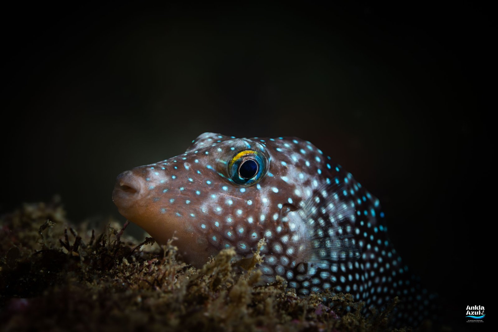 A close-up macro underwater photograph of a Spotted Sharpnose Puffer peering over a textured, fuzzy reef against a black background, highlighting its dark body covered in bright pale blue spots and a distinct yellow-gold marking above its blue eye.